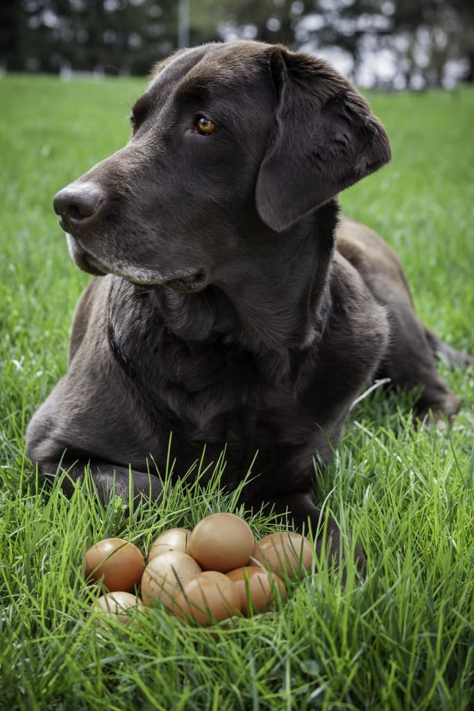 dog with eggs