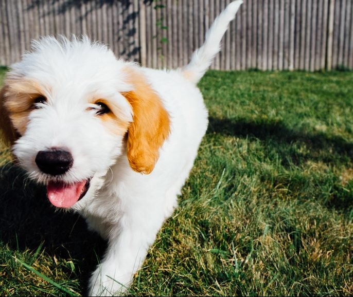 A dog grins while running in a fenced backyard.