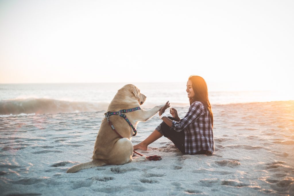 A woman laughs on the beach, as she trains her dog how to shake.