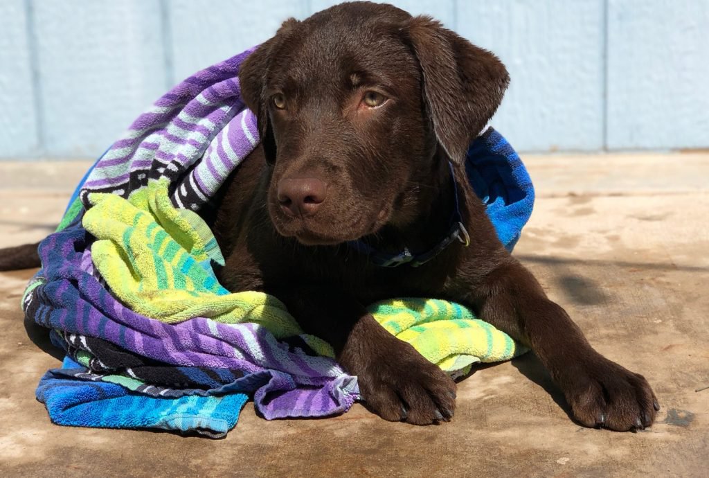tips for dog pool safety
