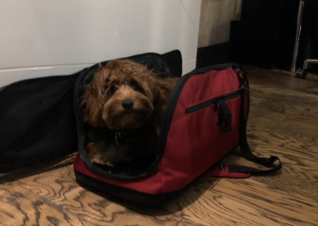 A dog rests in their carry bag on the floor.