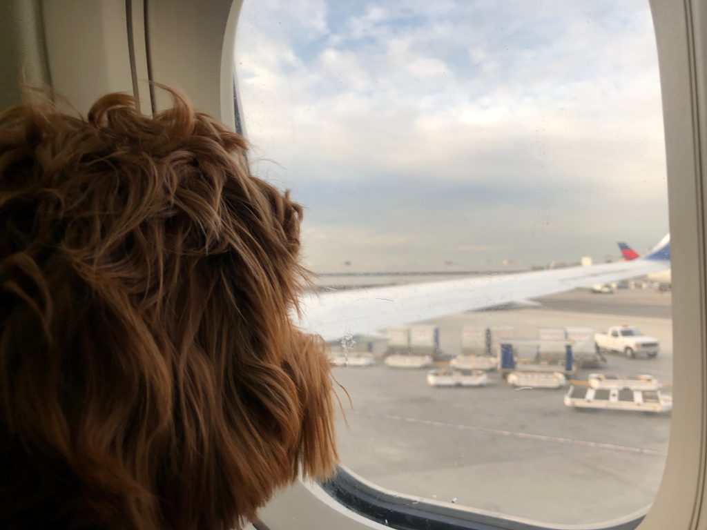 A dog stares out the window of a plane at the tarmac.