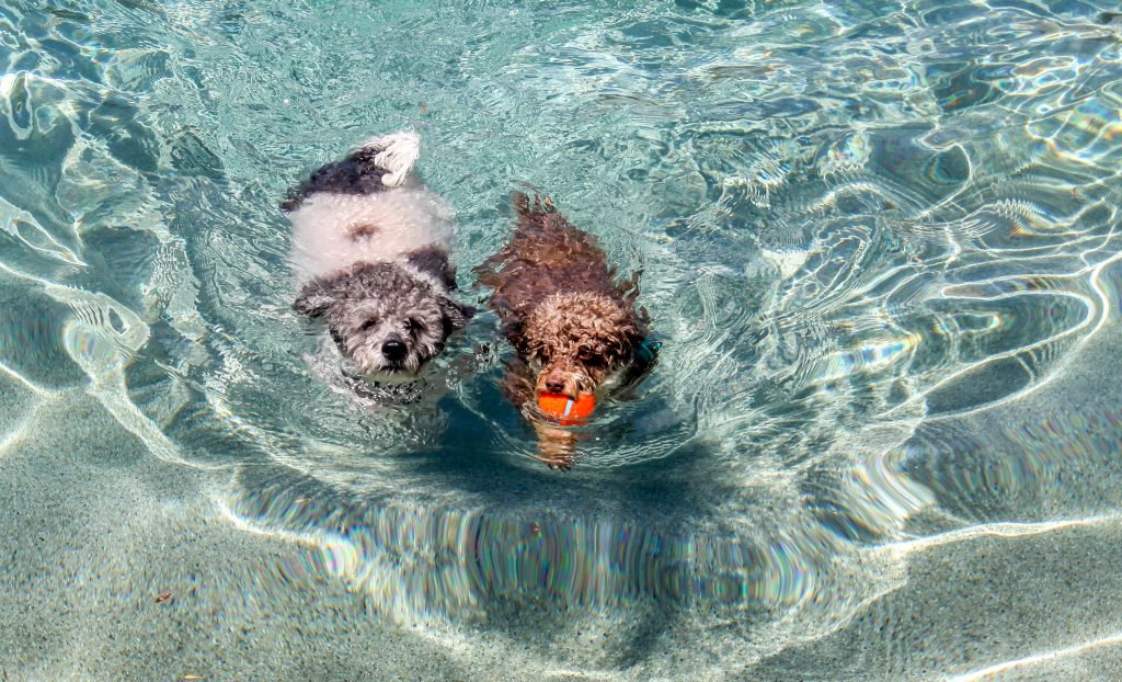 dogs swimming in pool tips