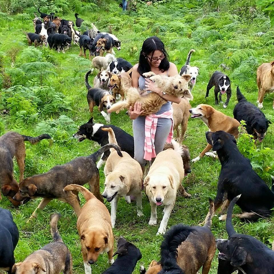 costa rica dogs 2