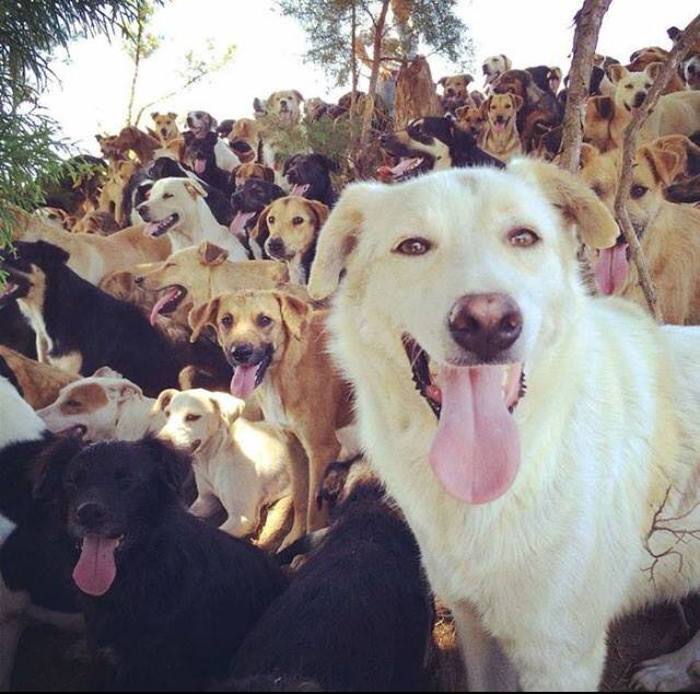 costa rica dogs 4