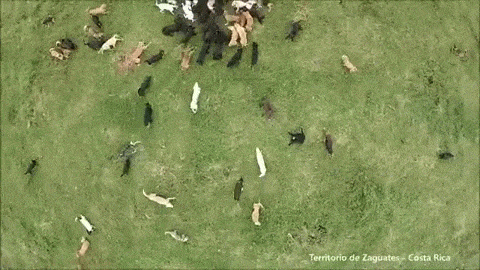 costa dogs gif