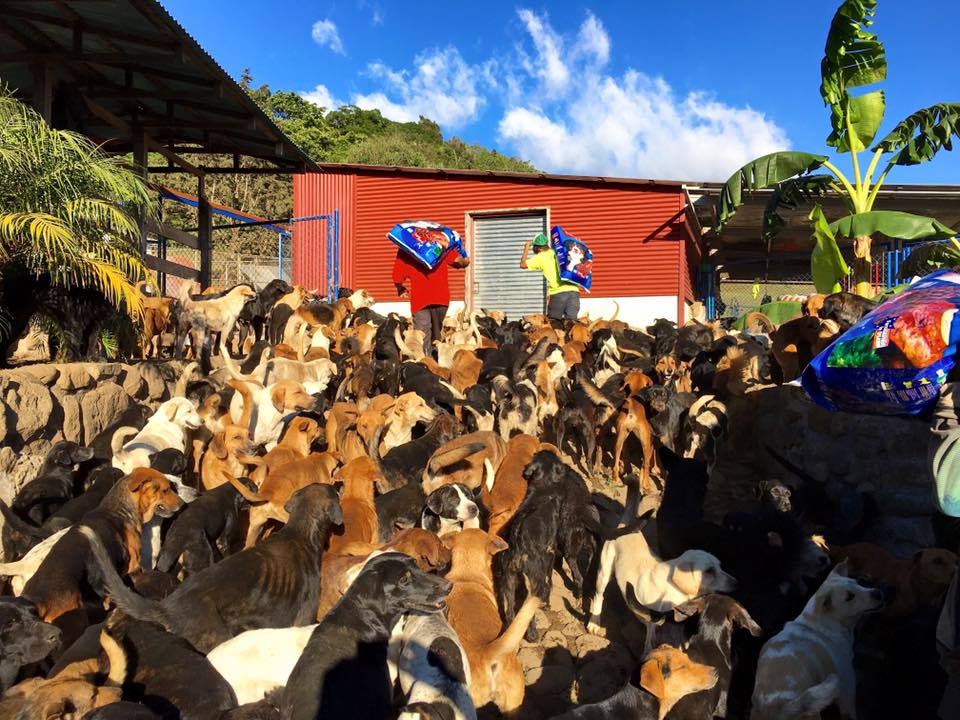 costa rica dogs 6