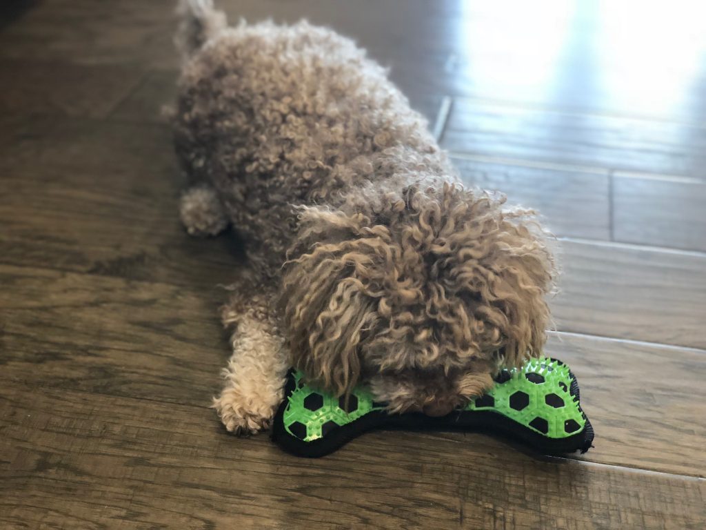 Dog chewing on textured chew toy