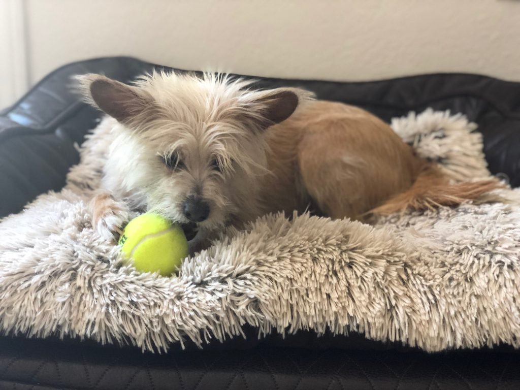 Dog chewing on tennis ball laying on a pet bed