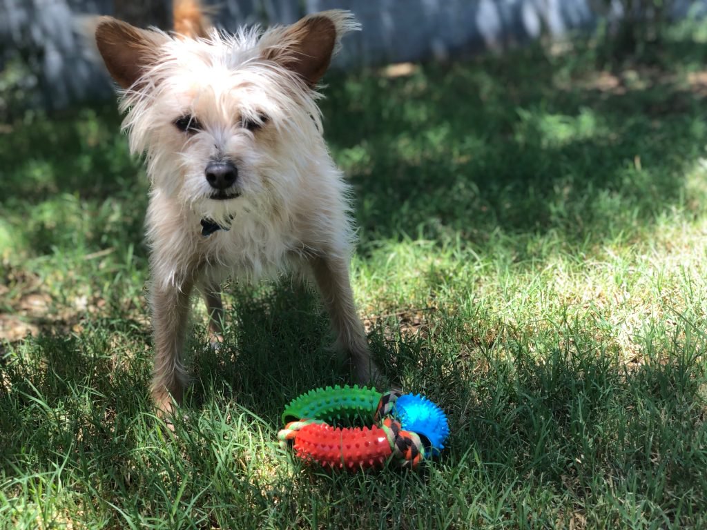 Dog in a yard playing with round teeth cleaning chew toy