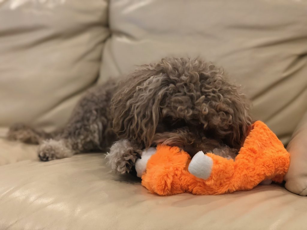 Dog playing with stuffingless chew toy on a couch