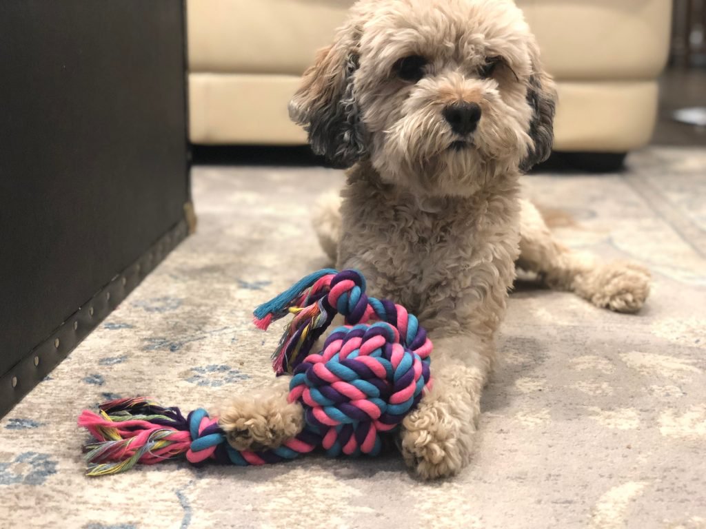 Dog playing with rope toy on a rug
