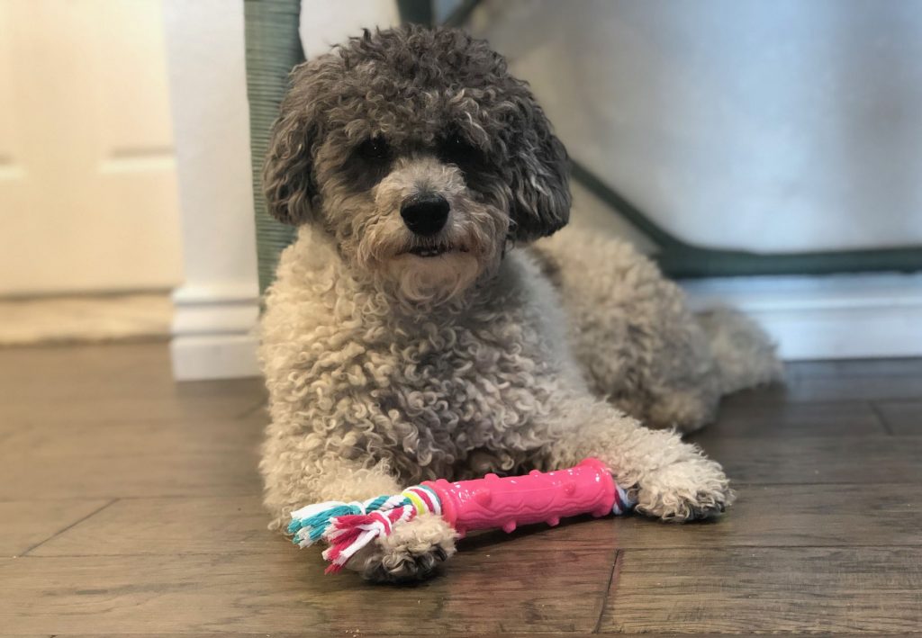 Dog chewing on a durable rubber chew toy