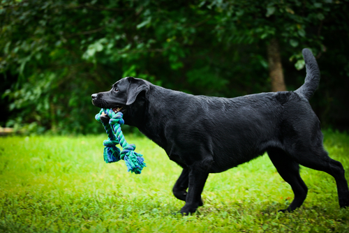 shutterstock_150238397