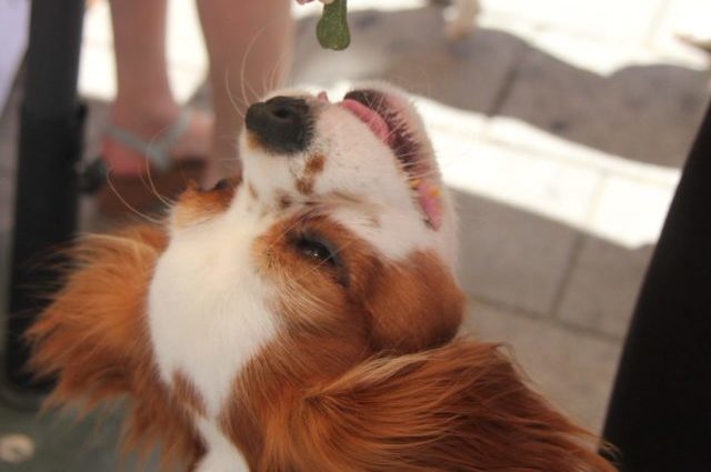 calm dog getting treat
