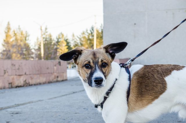 dog calm in secure harness 