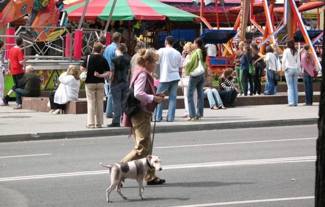 dog calm in crowd