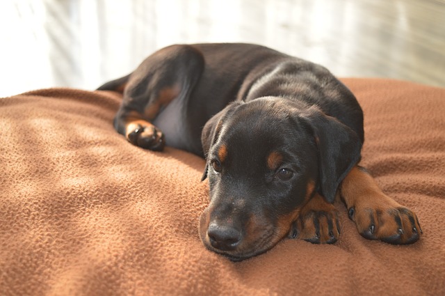 my dog is lethargic