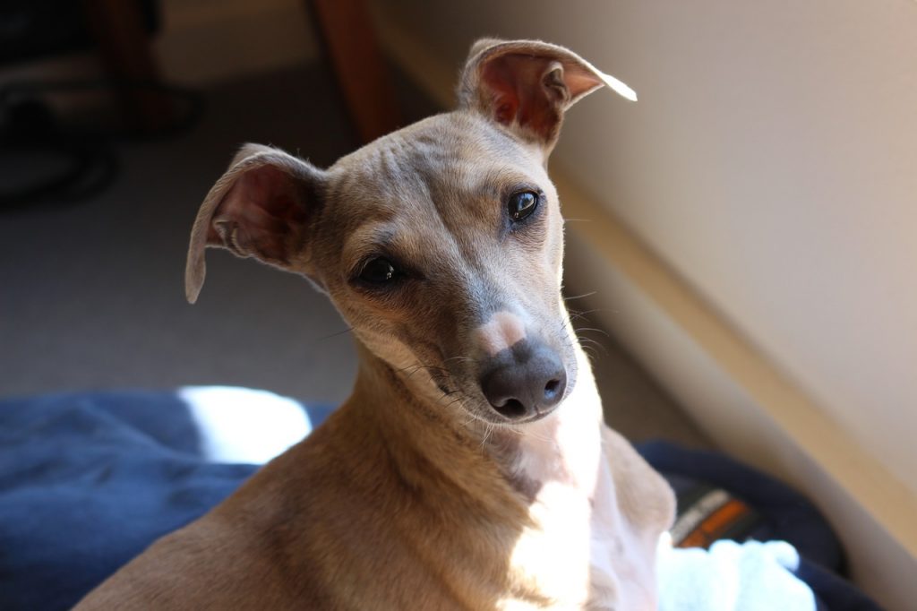 italian dog names