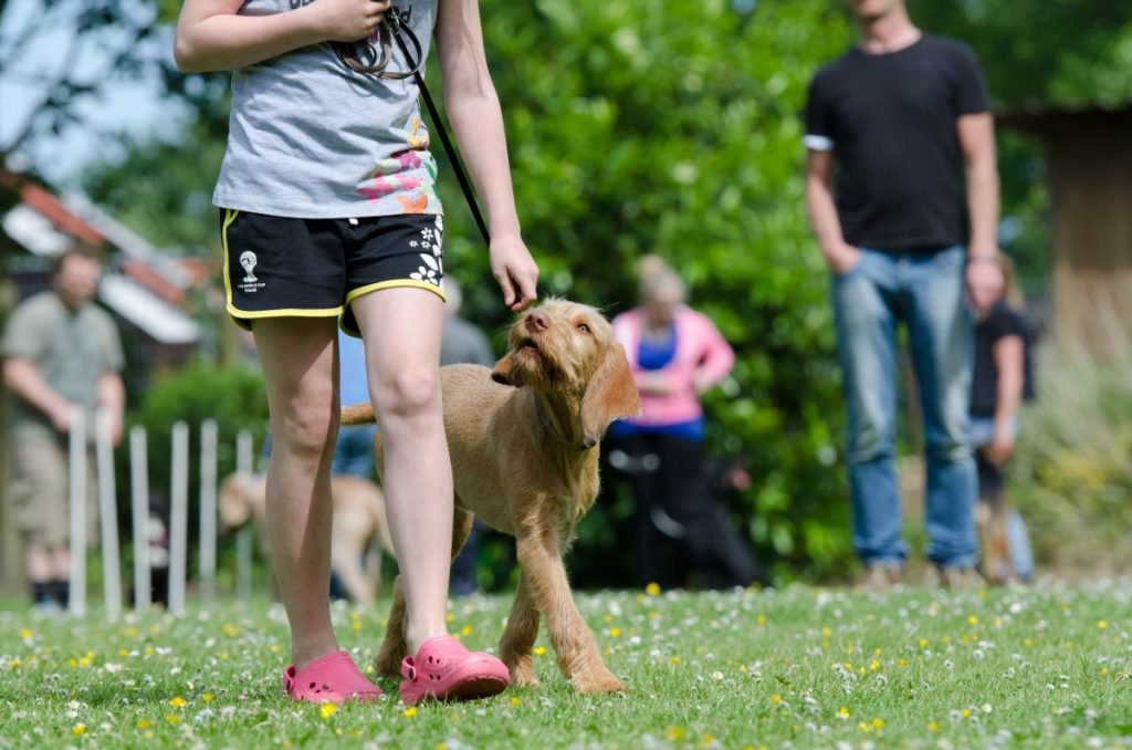 how often should I walk my dog 