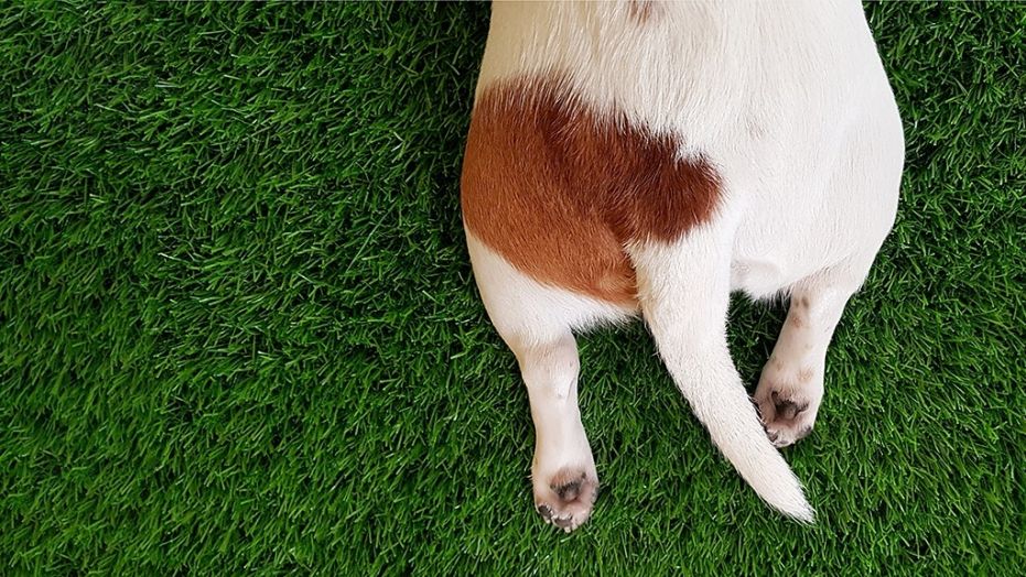 A dog owner in Colorado claims that when he used a dog-sitting service to care for his dog while he was away, he came home to find shirtless men, a bottle of lubricant and a camera in his living room.