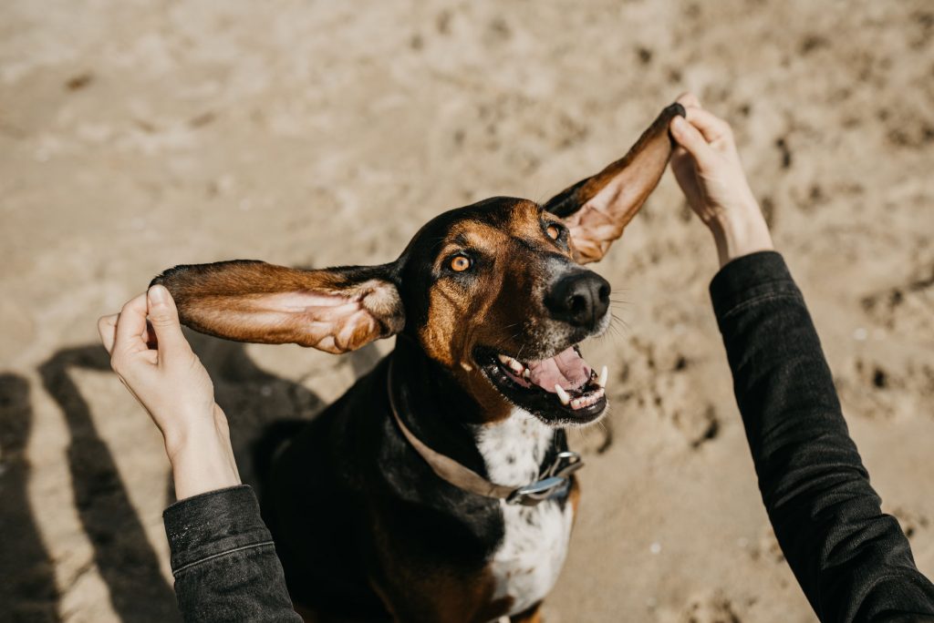 A funny dog looking at the camera with its large ears spread out wide by human hands