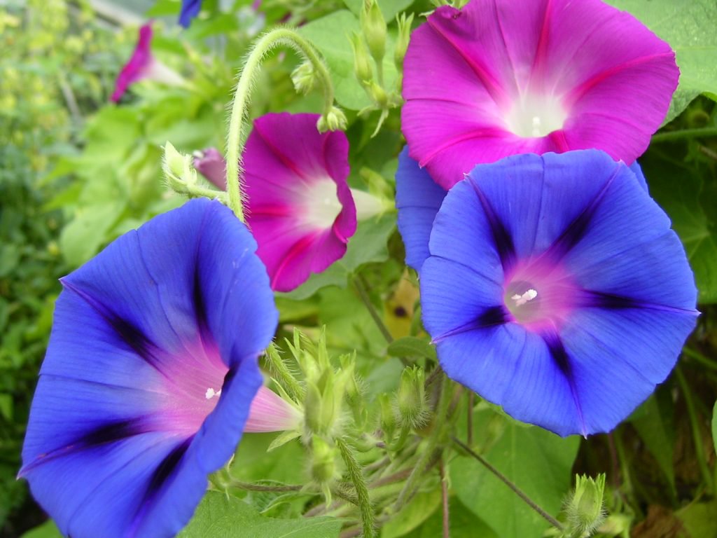 poisonous flowers for dogs in the southwest morning glory