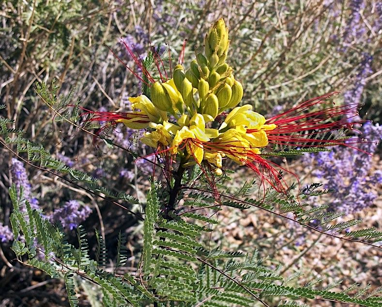 poisonous plants for dogs in the southwest bird of paradise