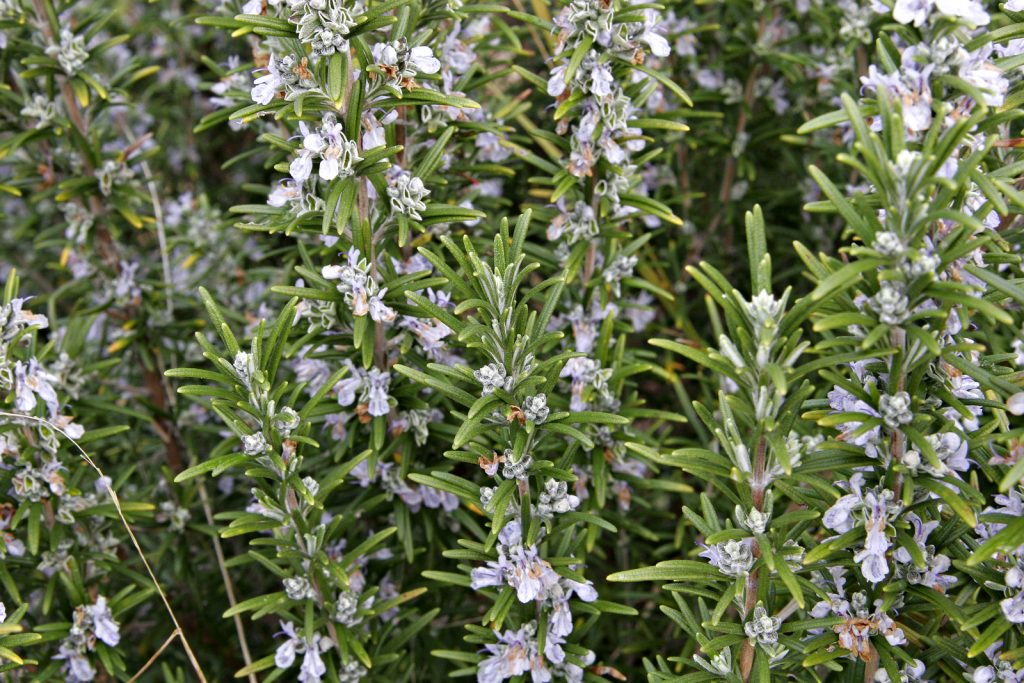 safe non toxic plants for dogs in the southwest rosemary