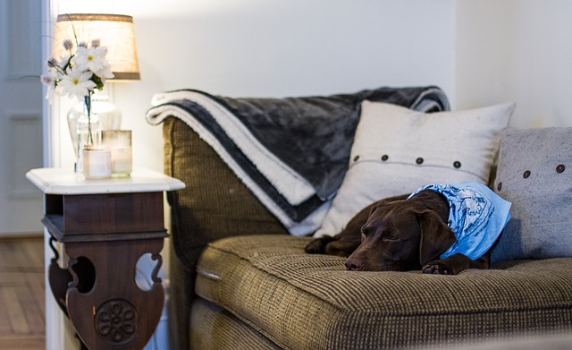 entertain your dog