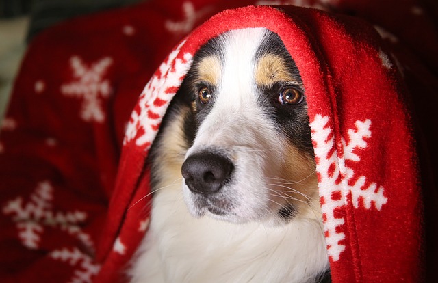 dog to guests