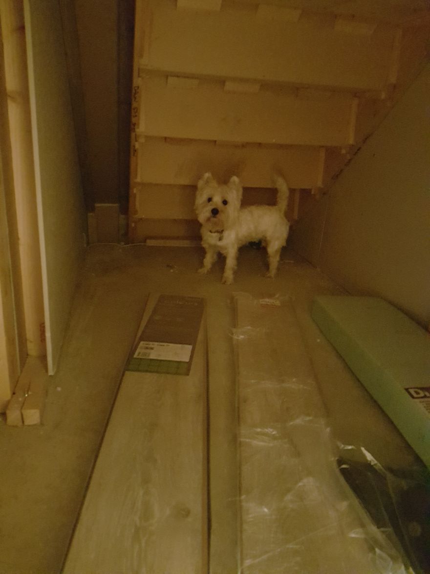 Molly westie bedroom under the stairs