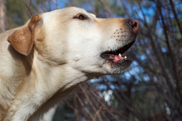dog barking triggers