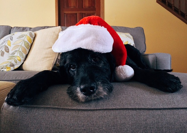 dog to guests
