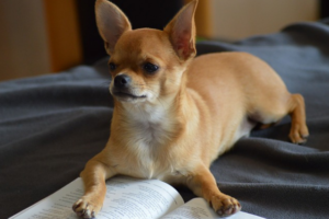 dog breeds for introverts