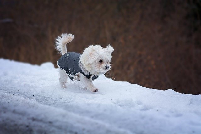 dog coat