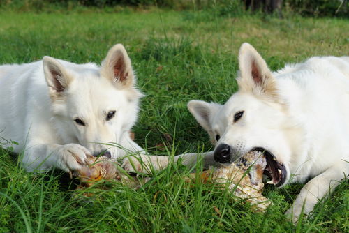 dogs chewing bones