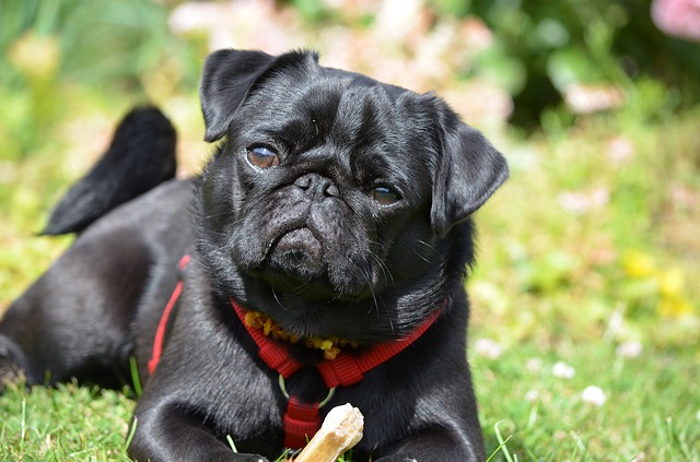 dog breeds for introverts