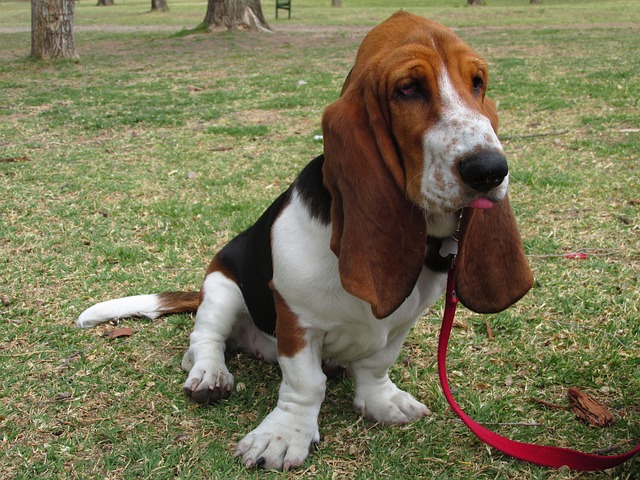 dog breeds for introverts 