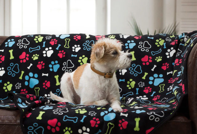 senior dog on fleece blanket