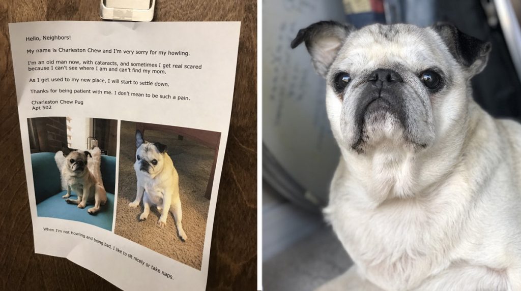 charleston chew howling pug viral HERO
