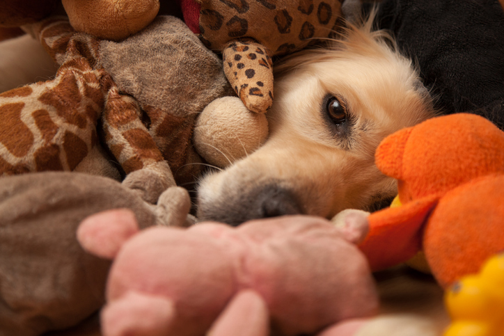 A dog is buried in dog toys.