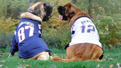 Brady, Gronk Still Hot Names For Dogs In Boston gronk brady dogs Brady, Gronk Still Hot Names For Dogs In Boston