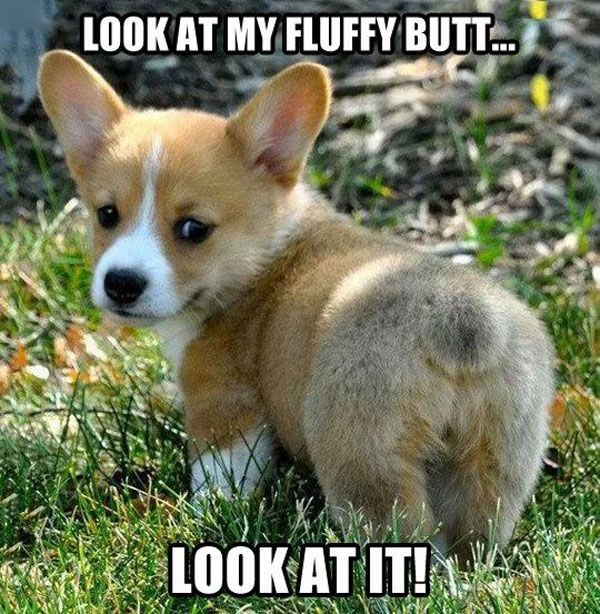 funny corgi butt meme