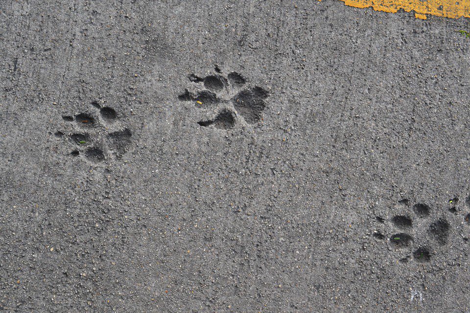 Dog paw prints in wet cement