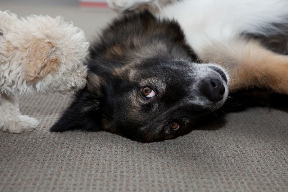 Small dog sniffing large dog