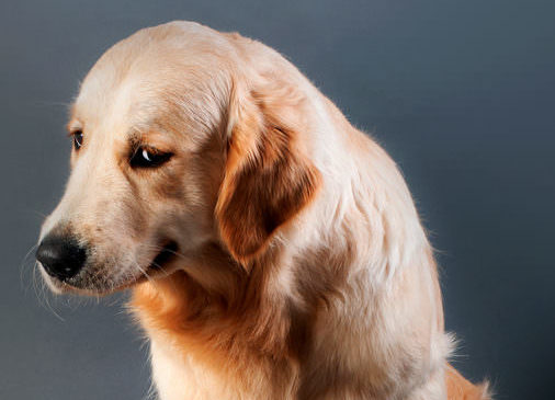 jealous dog is really a human
