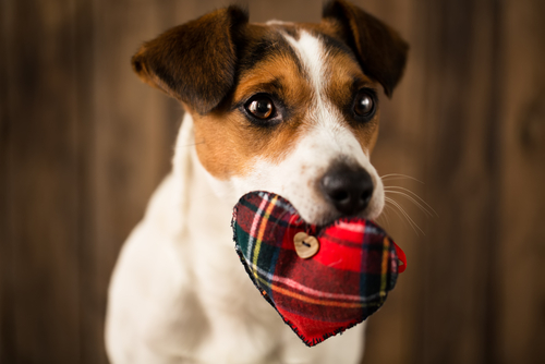 dogs have human emotions