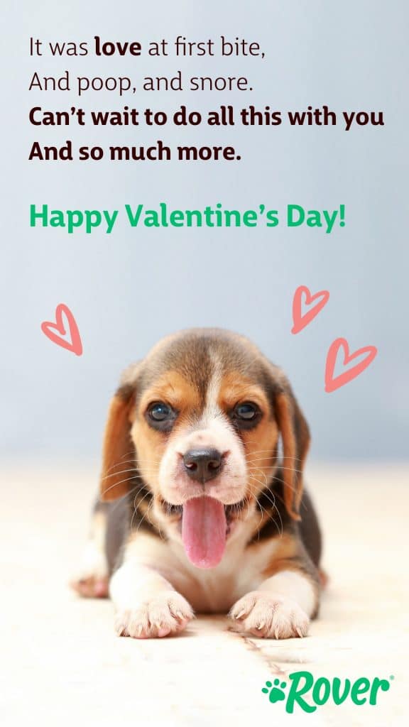 Puppy valentine reading, "It was love at first bite, and poop and snore, can't wait to do all this with you are so much more. Happy Valentine's Day!"