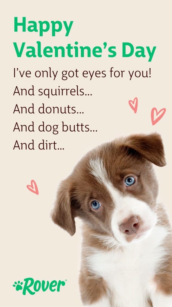 dog valentine reading, "Happy Valentine's Day. I've only got eyes for you! And squirrels... And donuts... And dog butts... And dirt..."